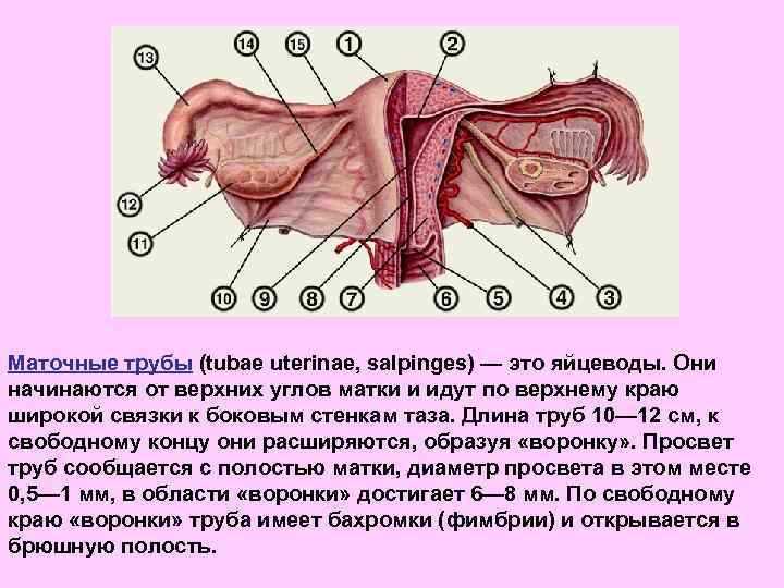 Влияние времени на шансы оплодотворения
