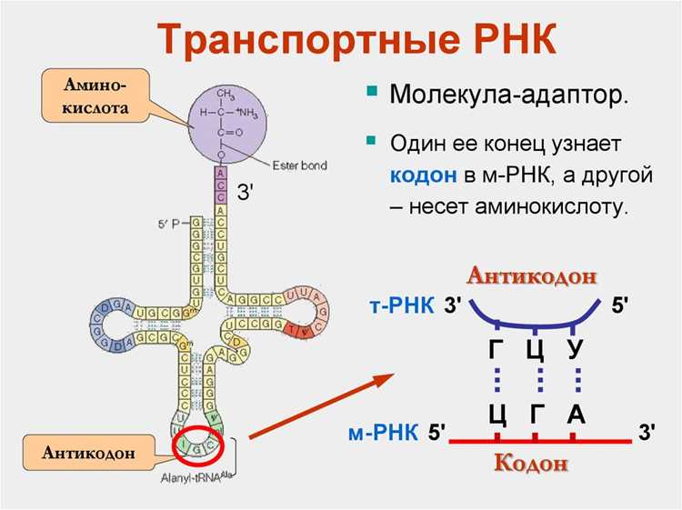Типы РНК и их особенности