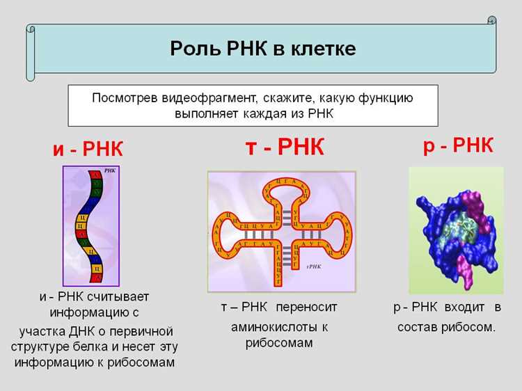 Методы изучения RNA: от секвенирования до анализа размеров