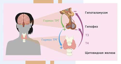 Влияние