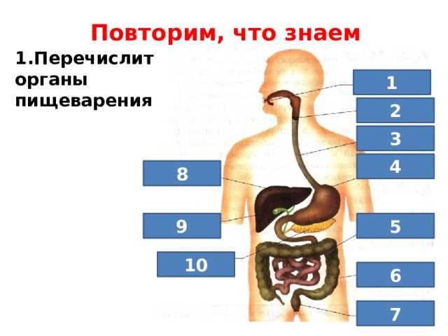 Значение пищевода для транспортировки пищи