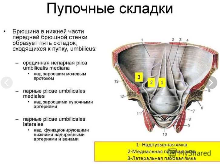 Мышцы ягодичной области: структура и функции