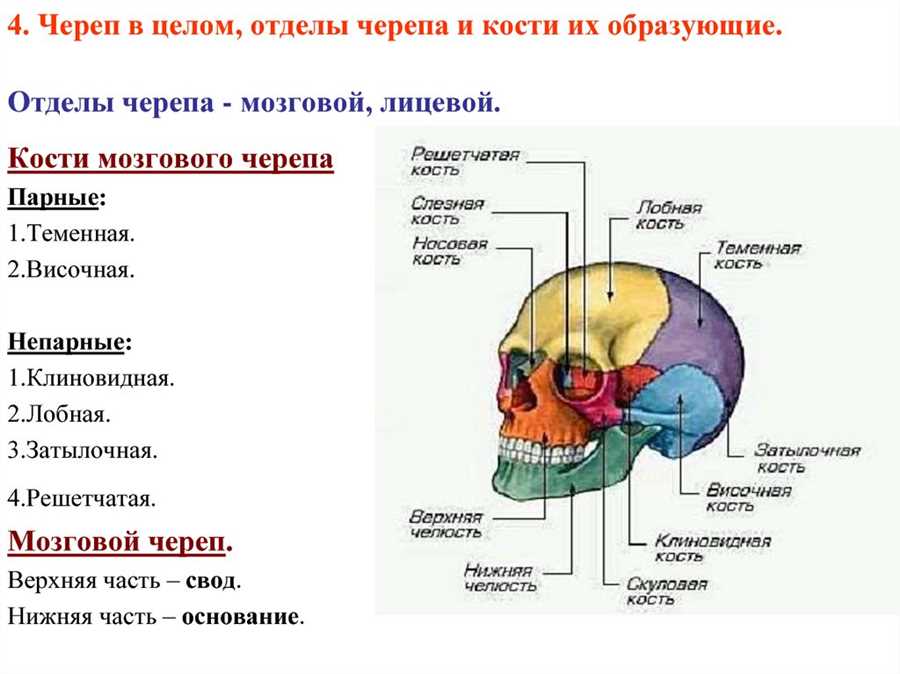 Верхнечелюстная