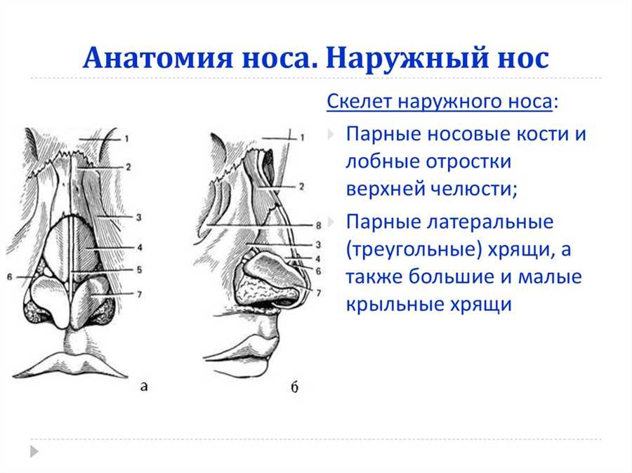 Кровеносная