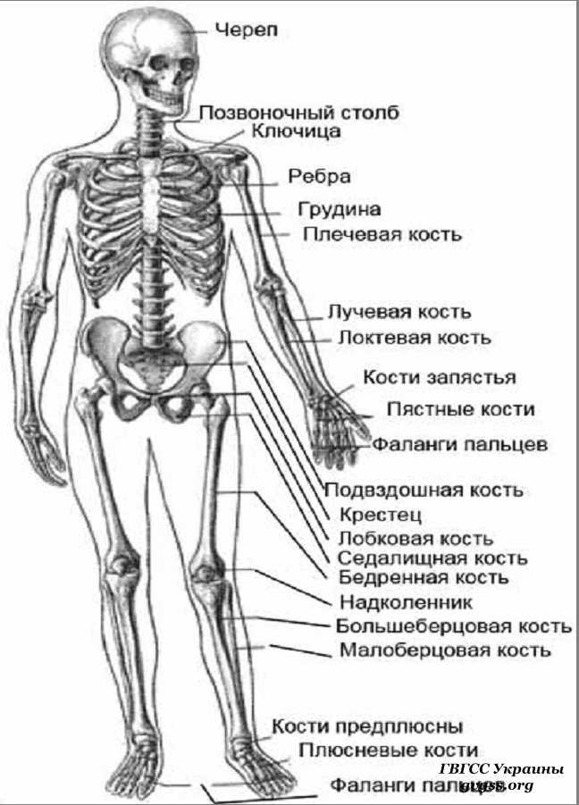 Кости