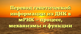 Перевод генетической информации из ДНК в мРНК — процесс, механизмы и функции