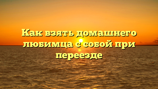 Как взять домашнего любимца с собой при переезде
